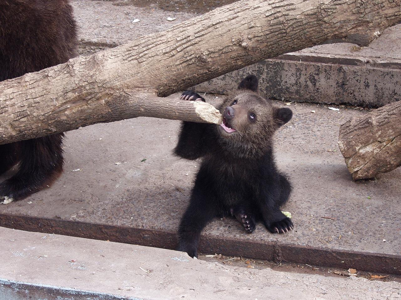 How many animals does the Cleveland Zoo have? 