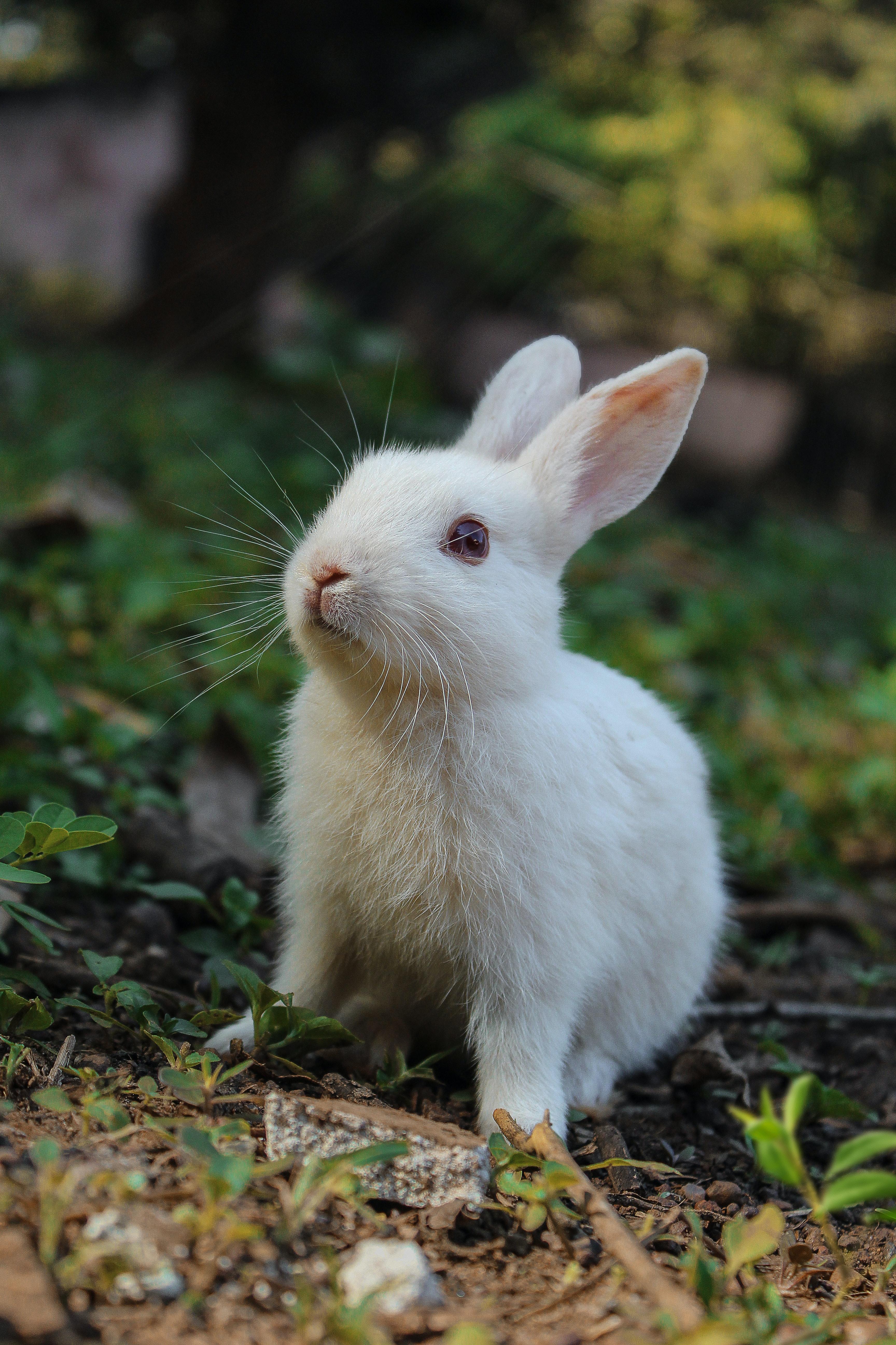 What Animal Would Rip A Rabbit’s Head Off 