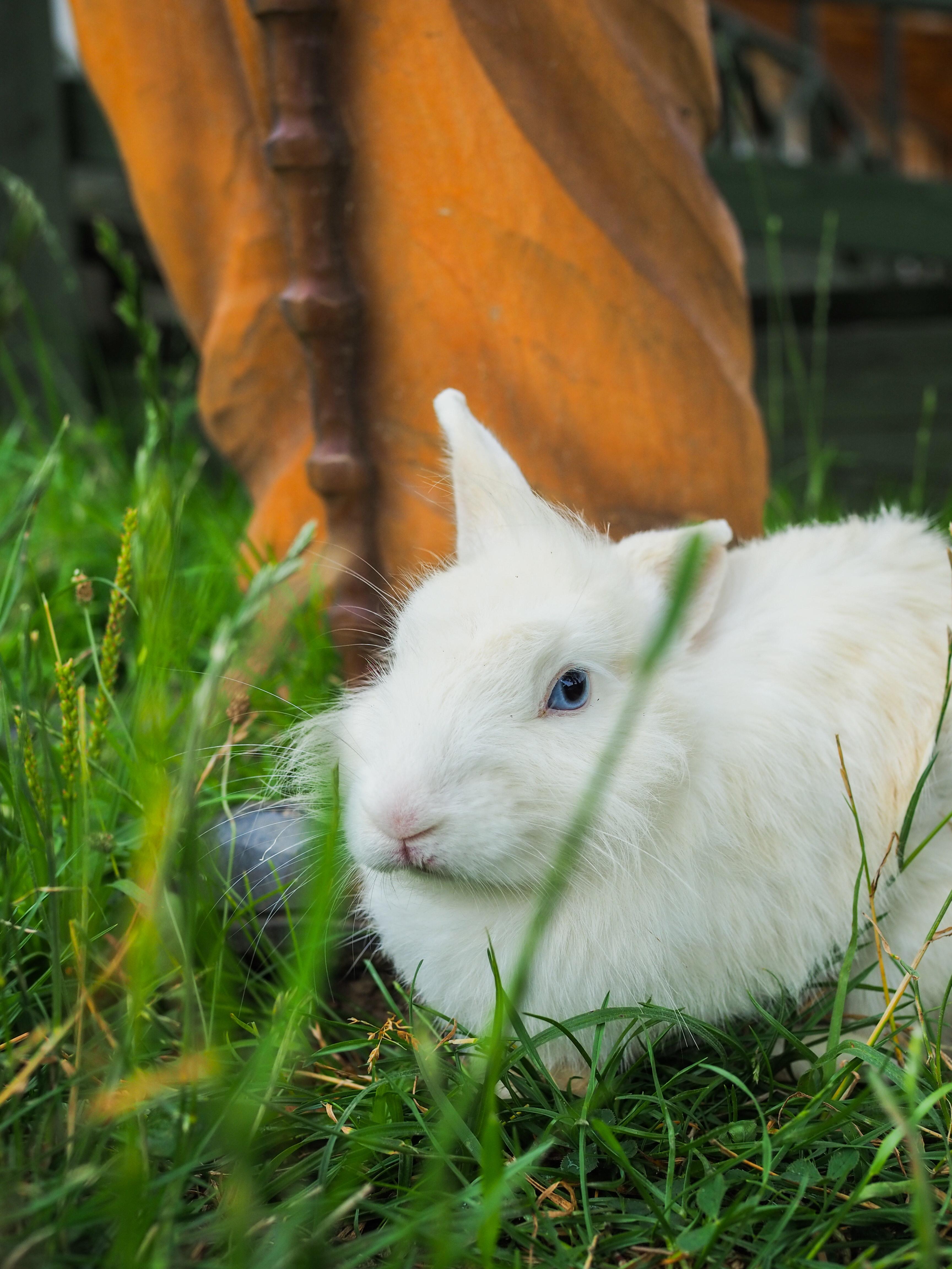 What Animal Would Rip A Rabbit’s Head Off 