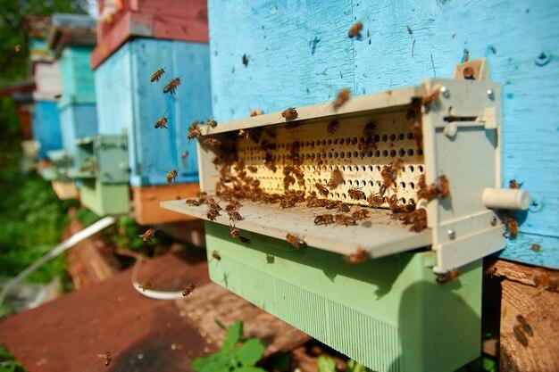 What Attracts Bees To A Trap 