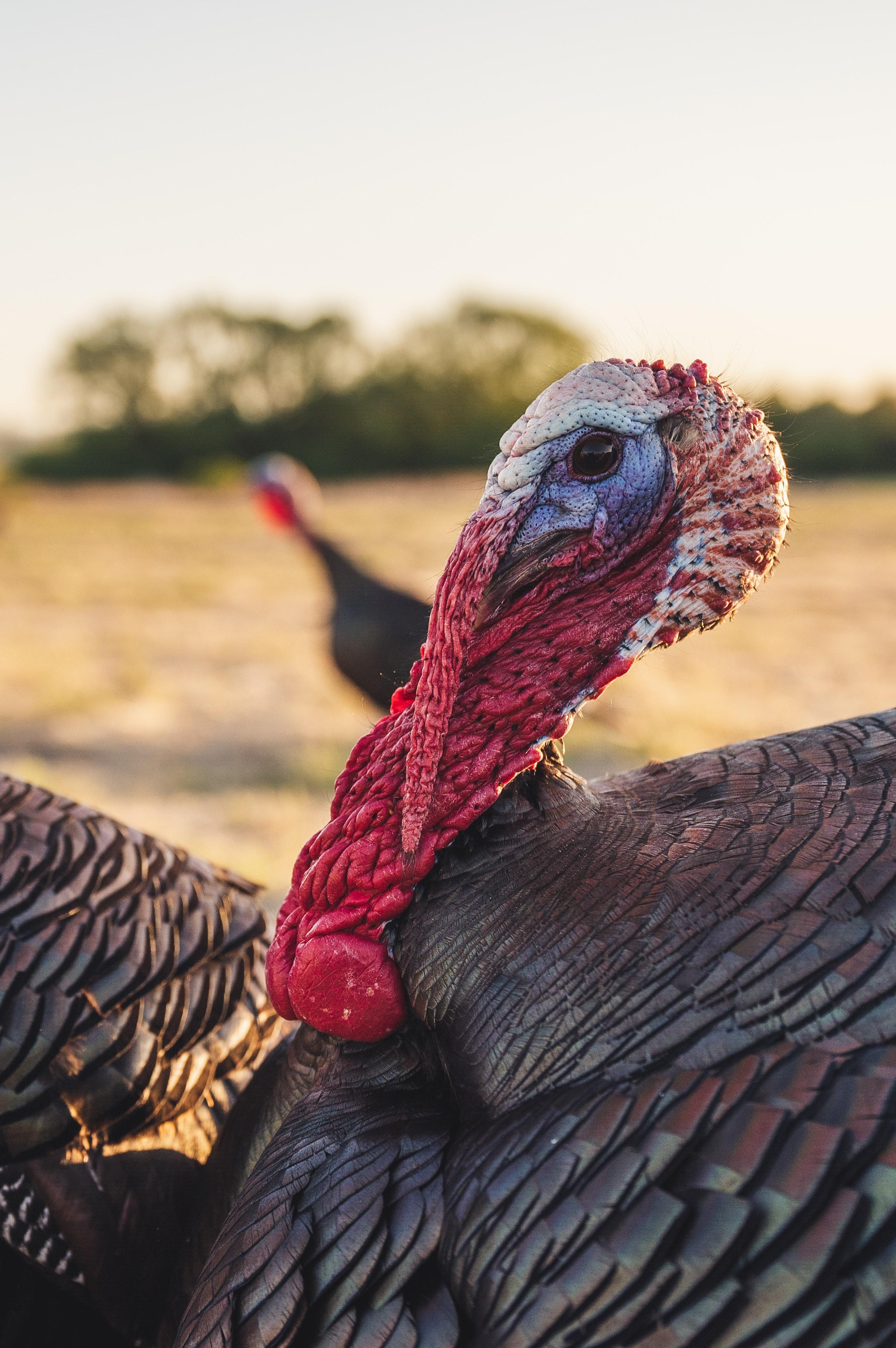 What Color Is A Turkey’s Beak 