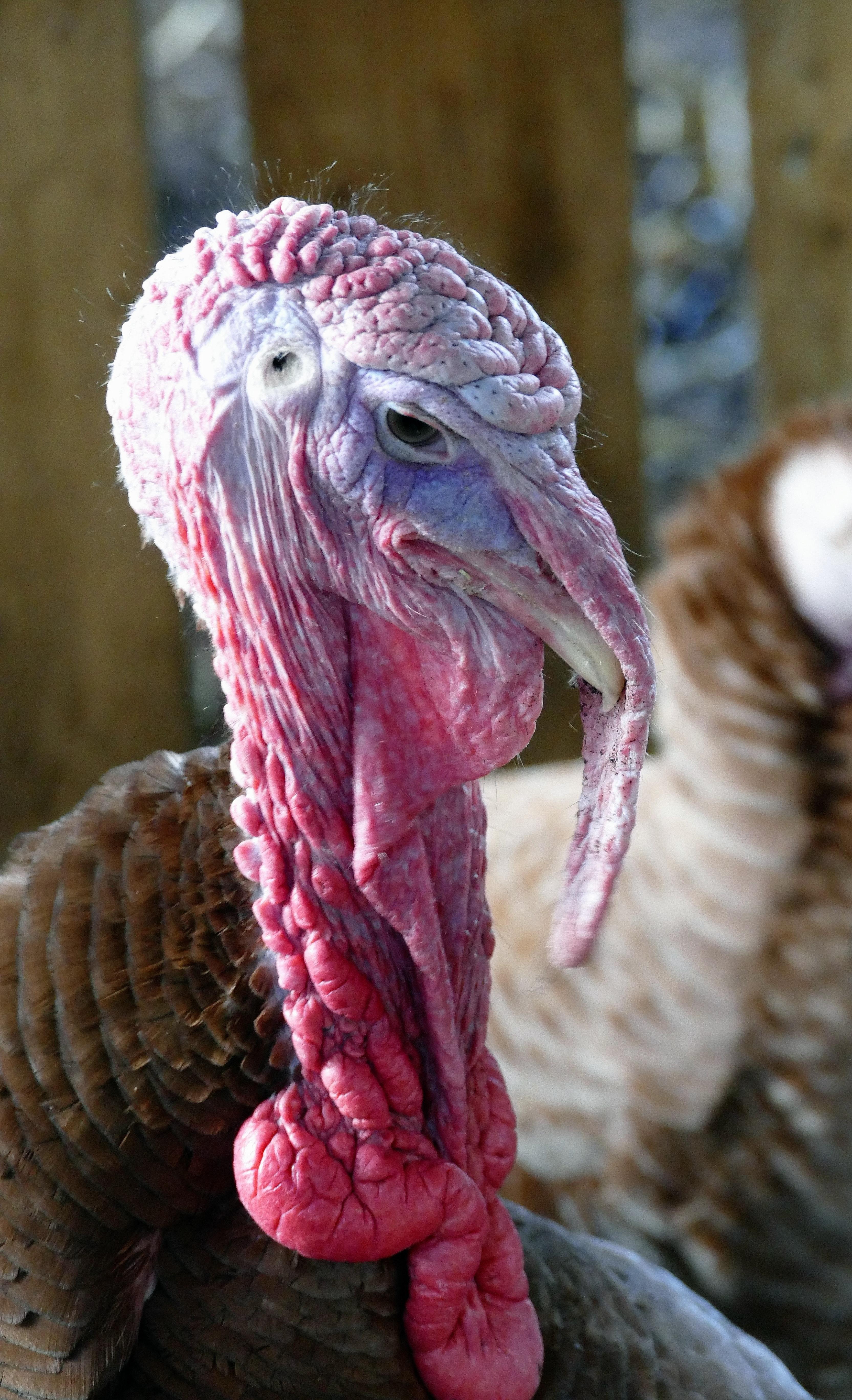 What Color Is A Turkey’s Beak 