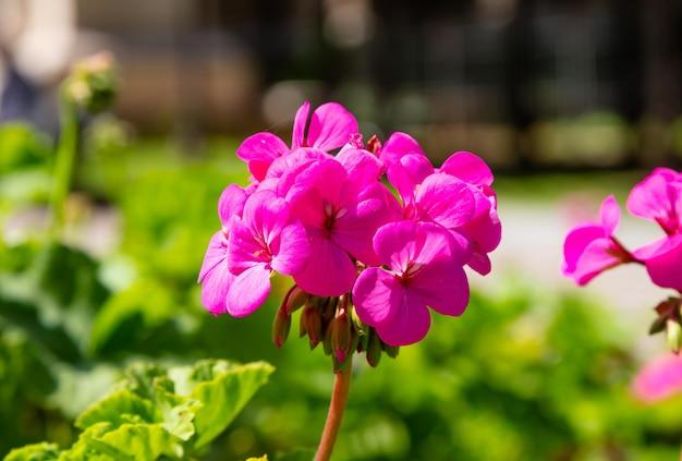 What Color Do Geraniums Come In 