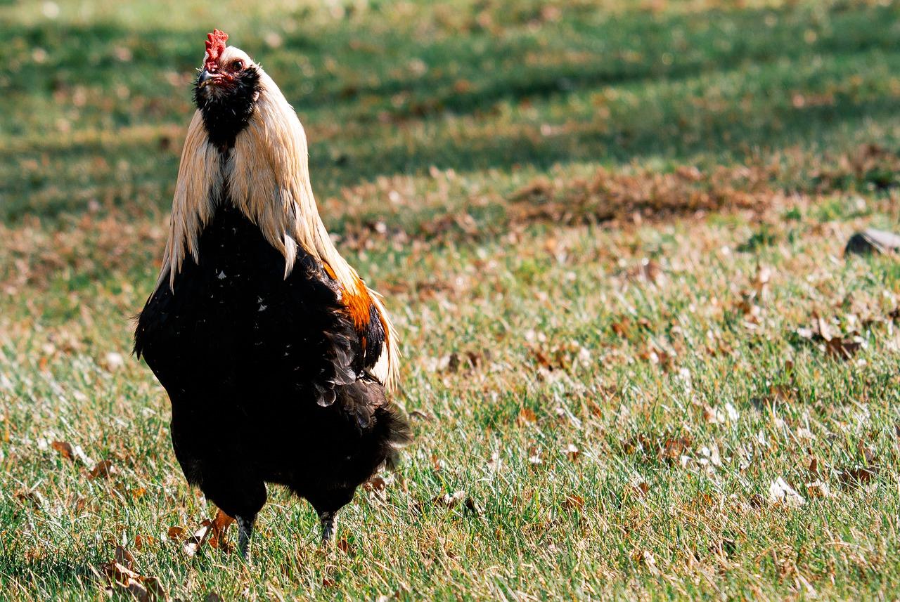  What Do Ameraucana Chicks Look Like 