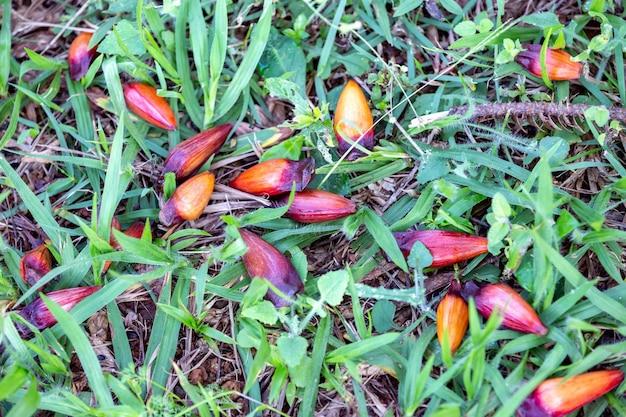  What Do Gardenia Seeds Look Like 