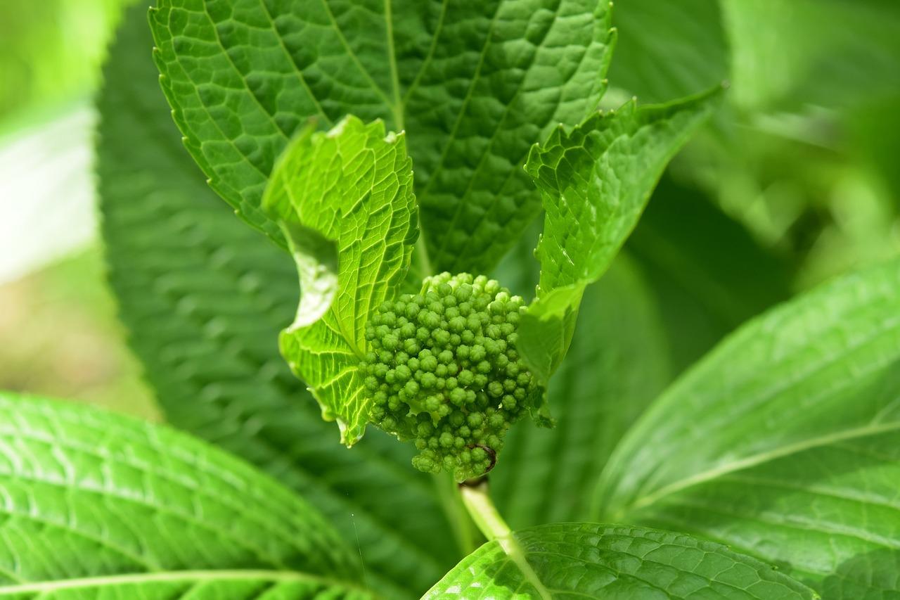  What Do Hollyhock Leaves Look Like 