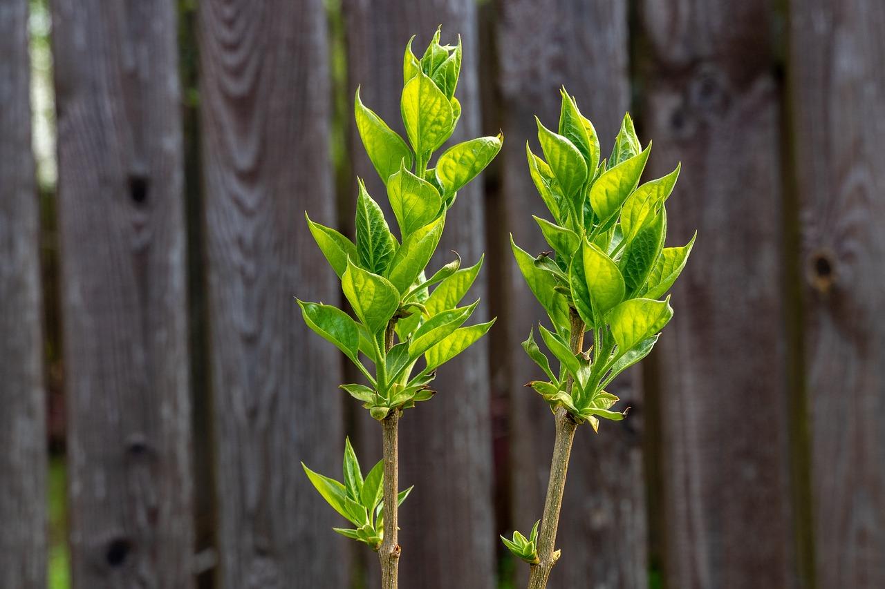  What Do Hollyhock Leaves Look Like 