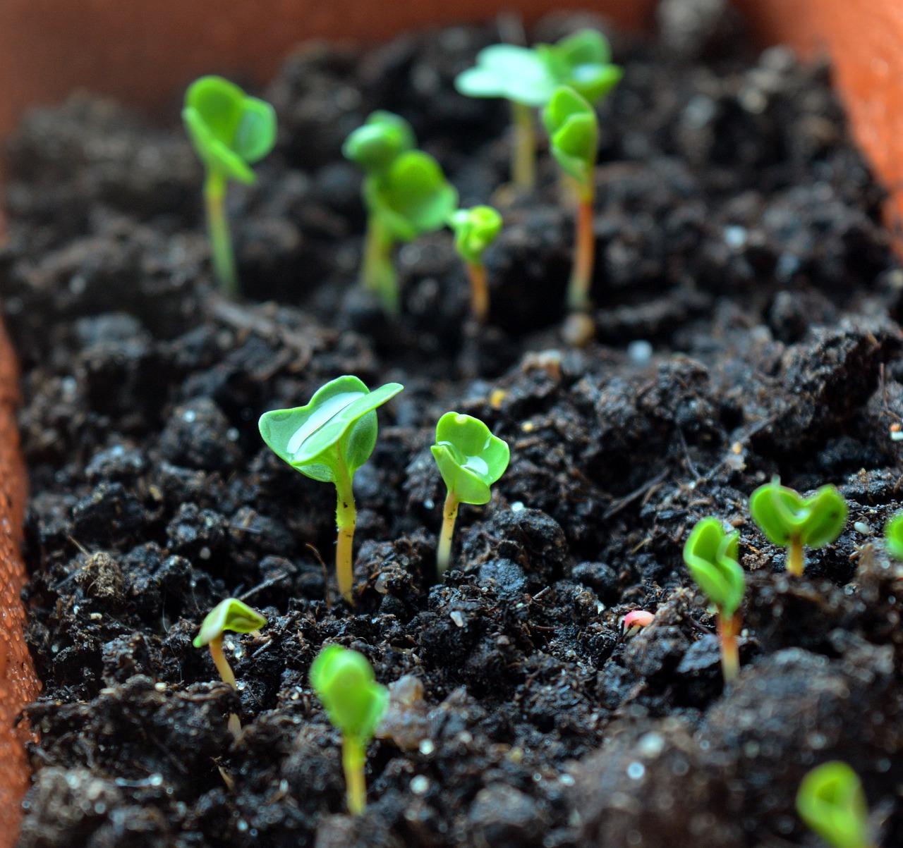  What Do Kale Seedlings Look Like 