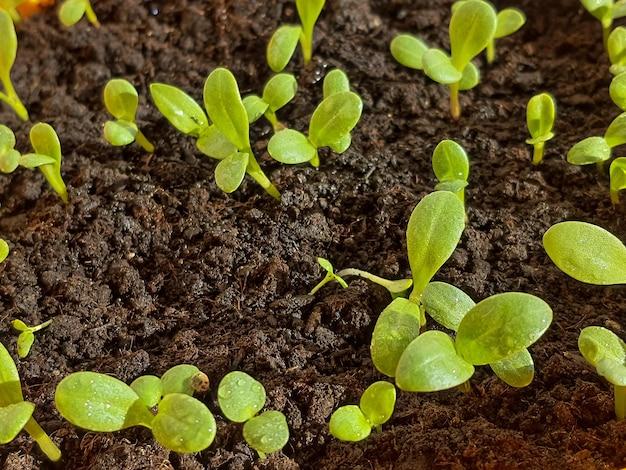  What Do Lavender Seedlings Look Like 