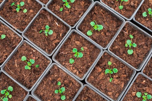  What Do Lavender Seedlings Look Like 