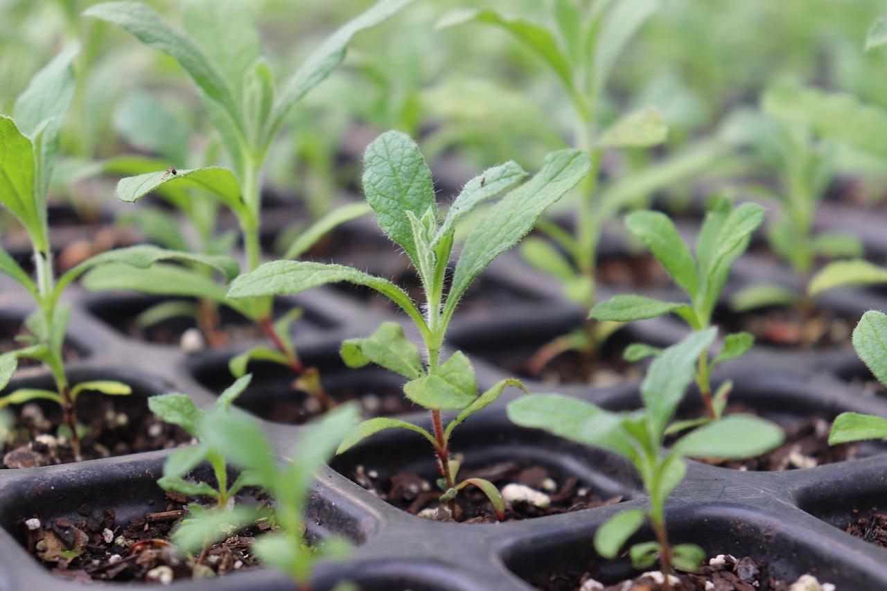 What Do Mint Seeds Look Like 