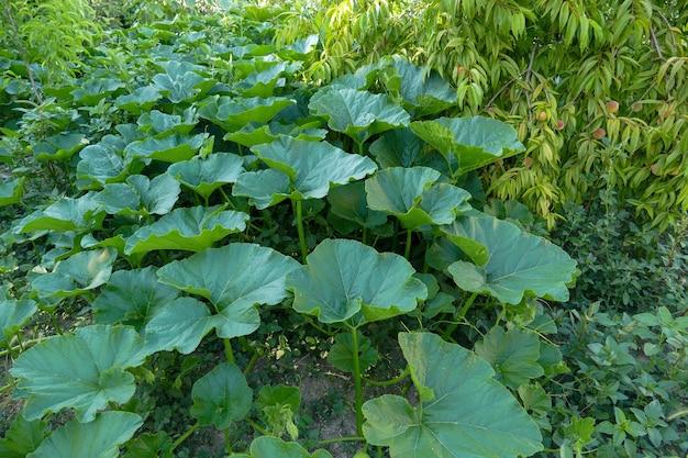  What Do Pumpkin Leaves Look Like 