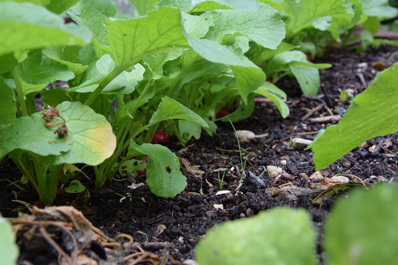 What Do Radish Leaves Look Like 