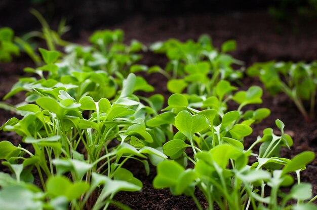 What Do Radish Leaves Look Like 