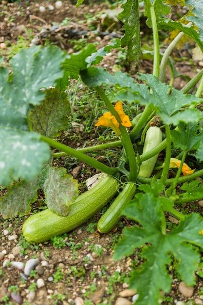 What Do Squash Leaves Look Like 