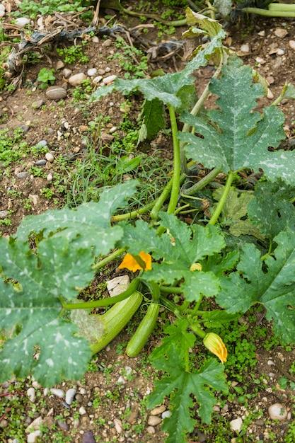 What Do Squash Leaves Look Like 