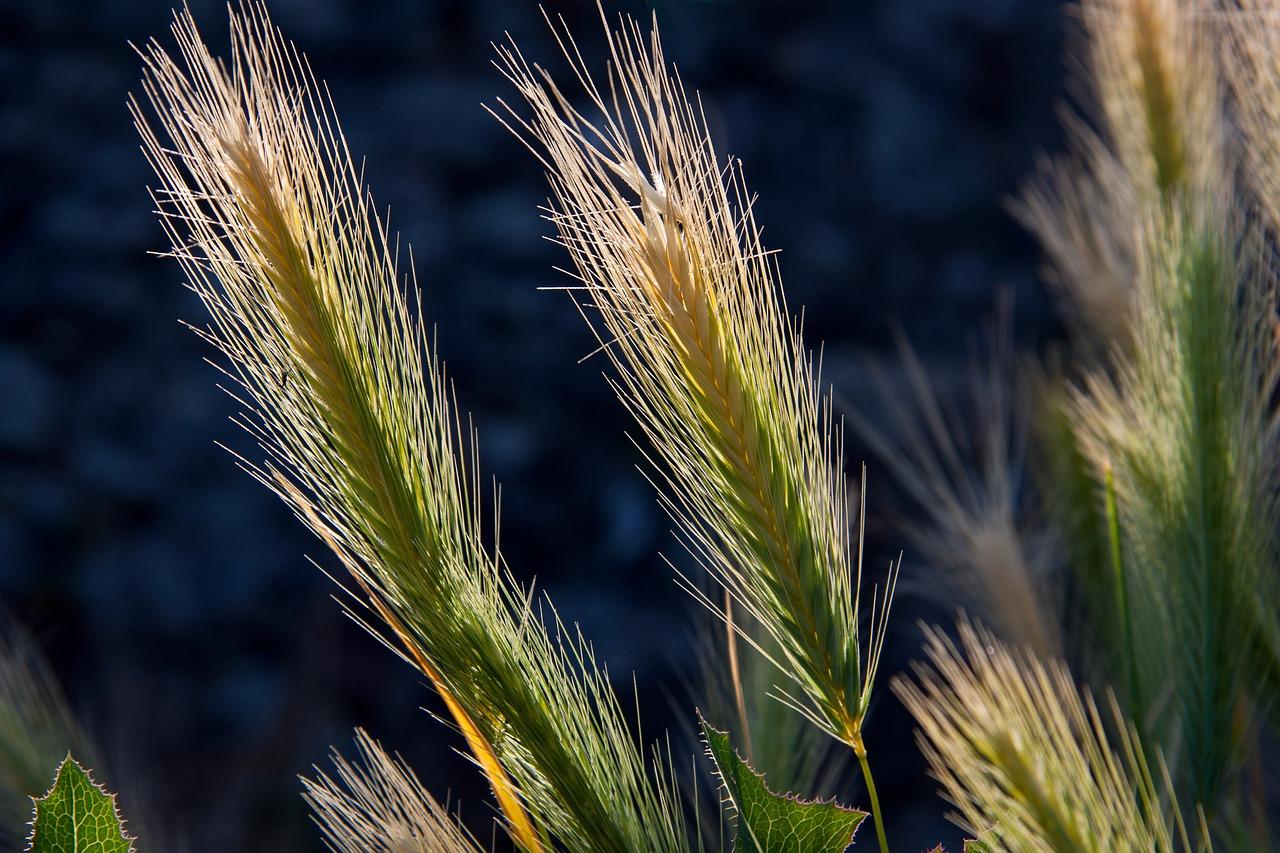 What Does A Barley Plant Look Like 