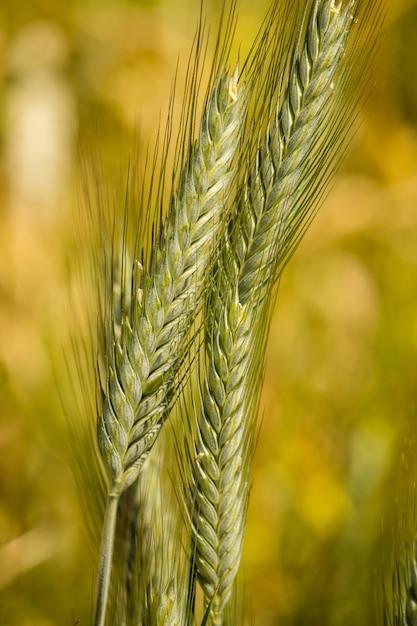 What Does A Barley Plant Look Like 