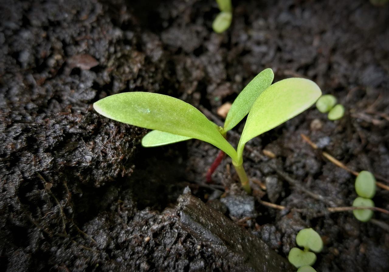 What Does A Cotton Seed Look Like 