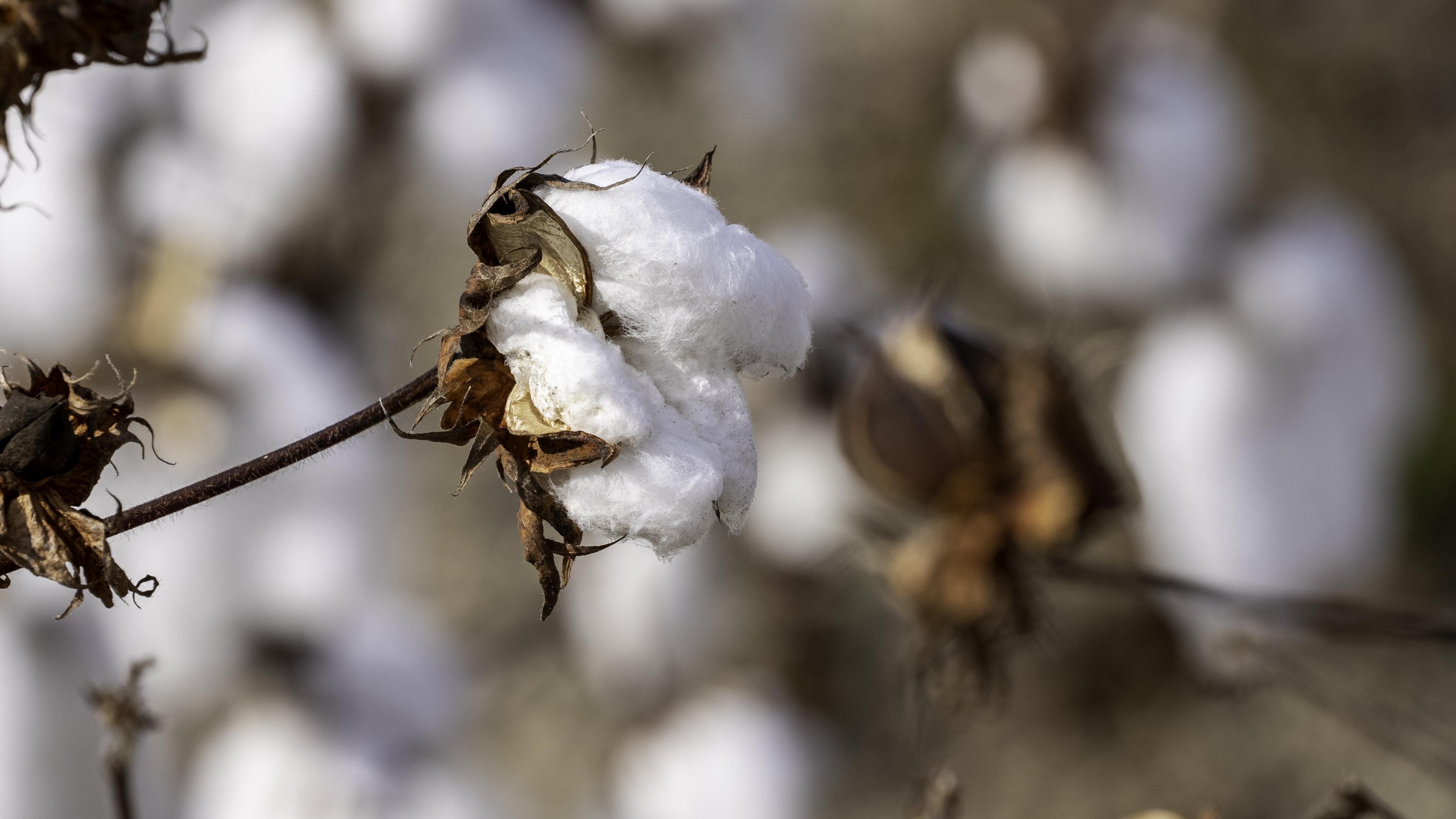 What Does A Cotton Seed Look Like 