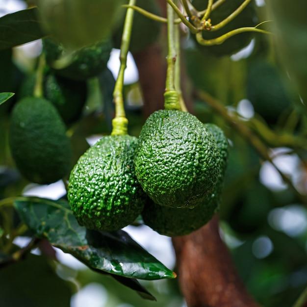 What Does A Full Grown Avocado Tree Look Like 