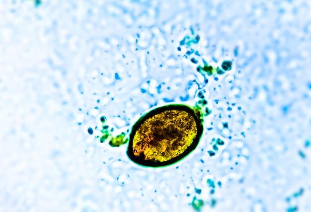  What Does Coccidia Look Like In Stool 