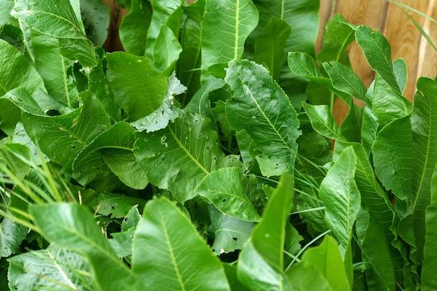 What Does Horseradish Leaves Look Like 