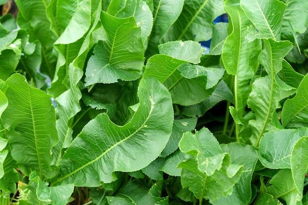 What Does Horseradish Leaves Look Like 