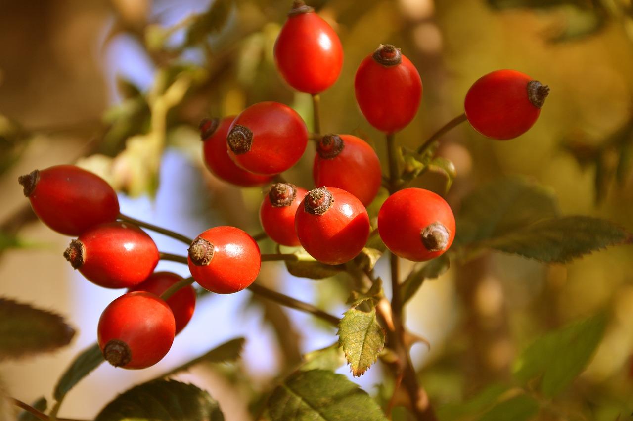  What Does Rose Hips Taste Like 