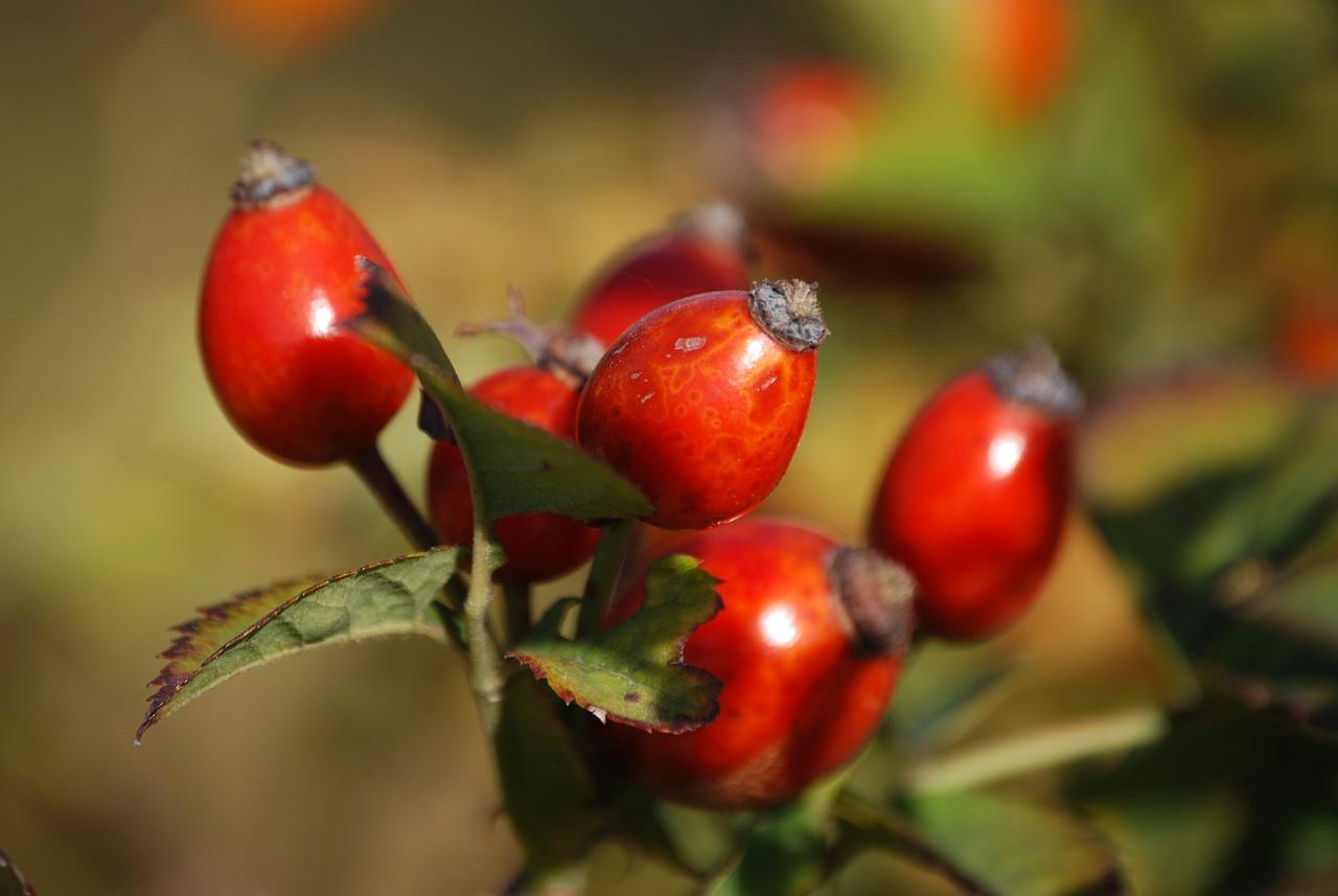  What Does Rose Hips Taste Like 