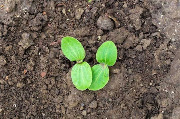 What Does Squash Look Like When It Sprouts 