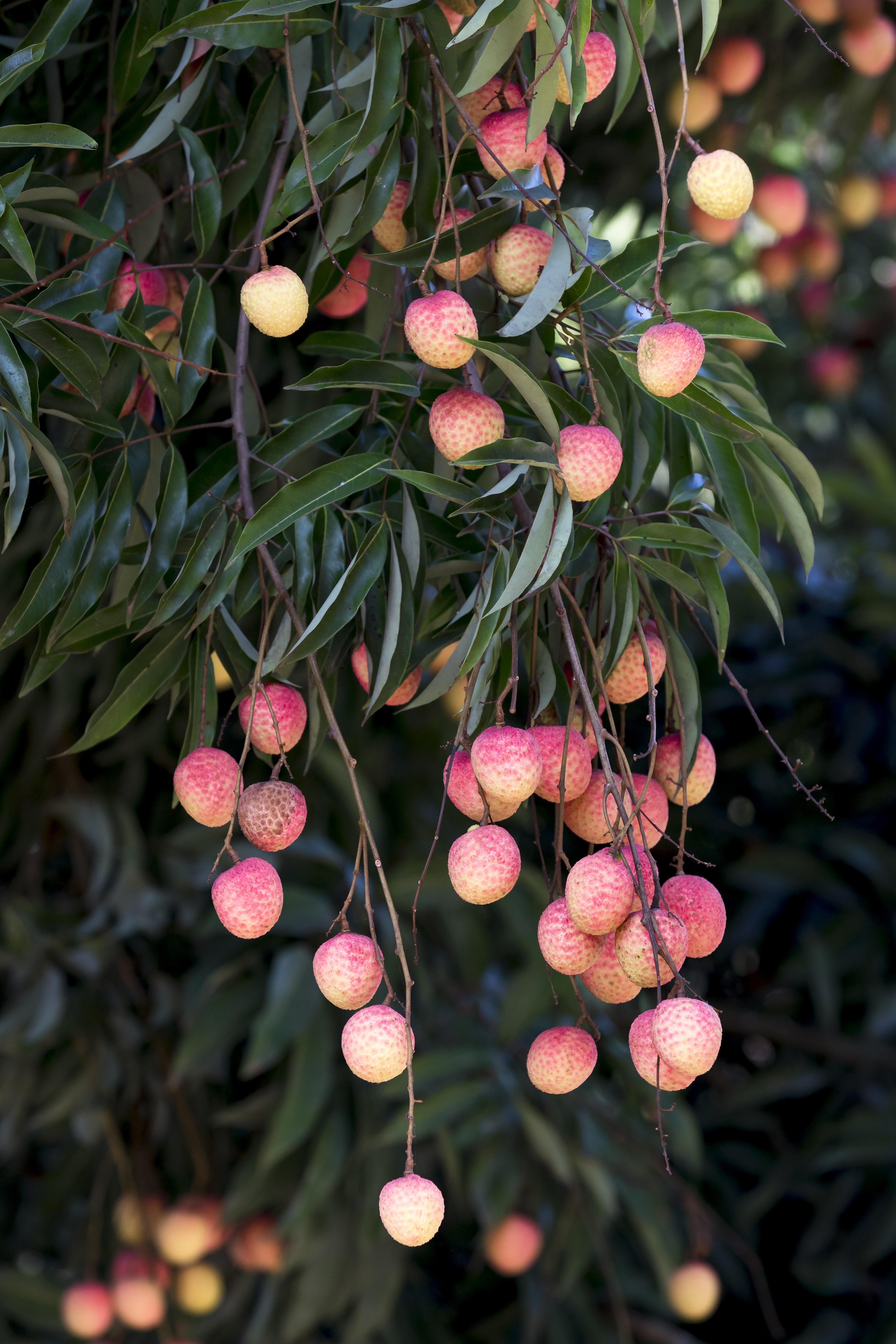 What Fruit Trees Grow Well In South Carolina 