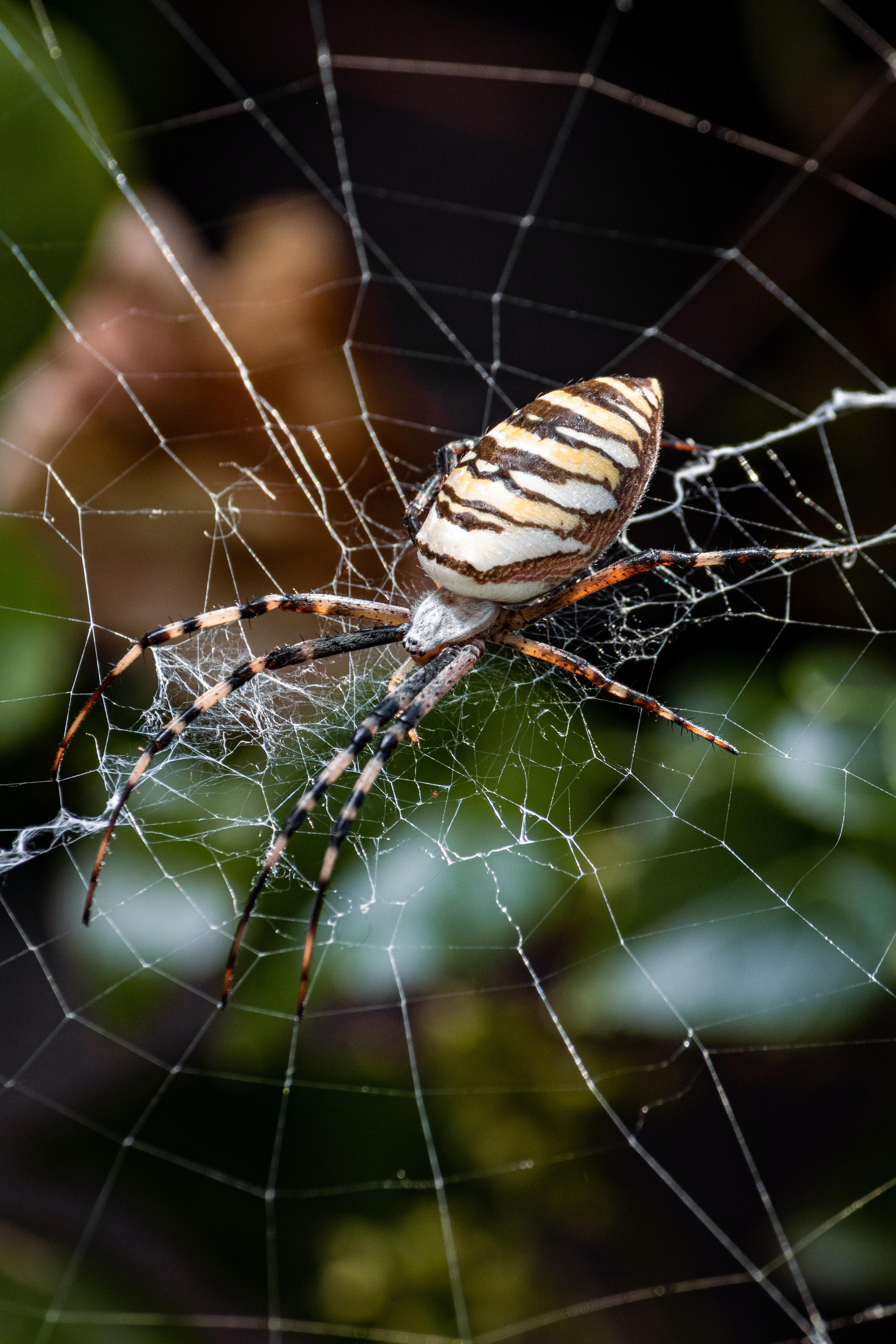 What Happens If You Kill A Pregnant Spider 