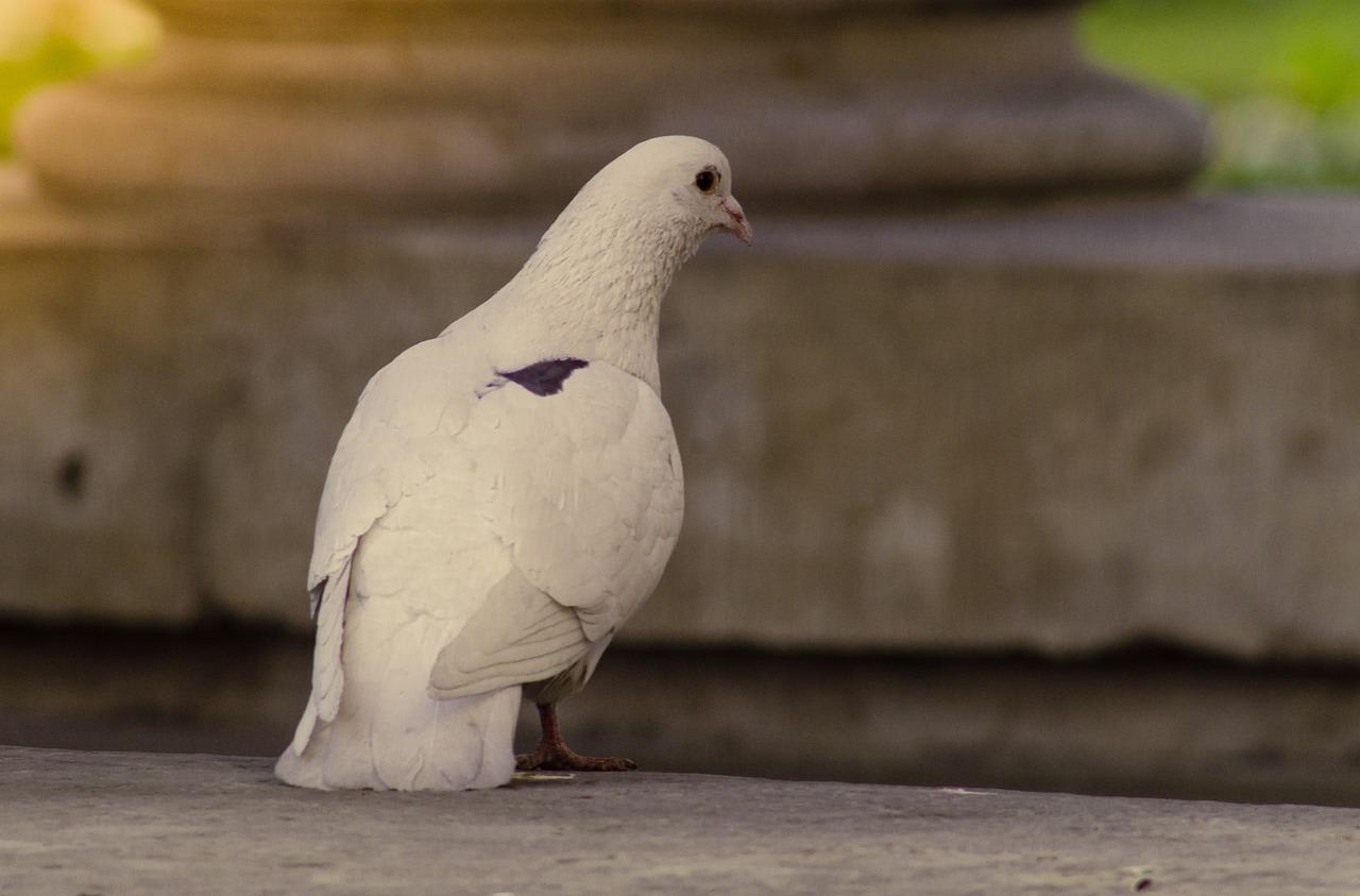  What Is The Behr Equivalent Of White Dove 