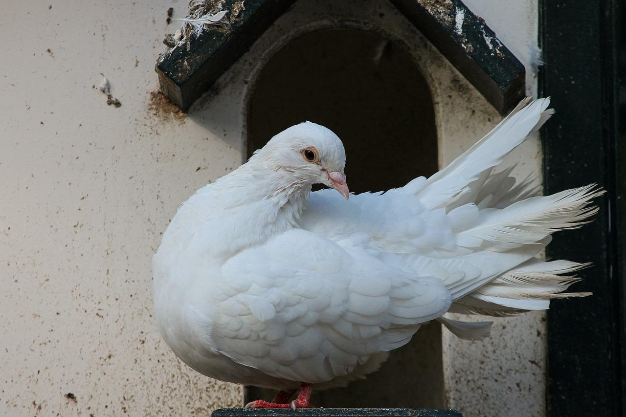  What Is The Behr Equivalent Of White Dove 