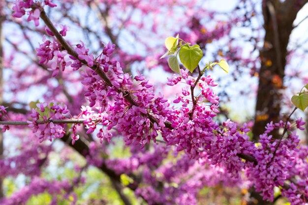  What Is The Biblical Meaning Of The Color Lavender 