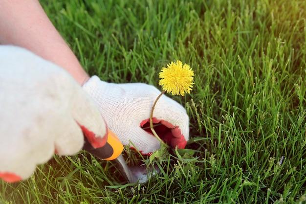 What Kills Grass And Weeds But Not Trees 