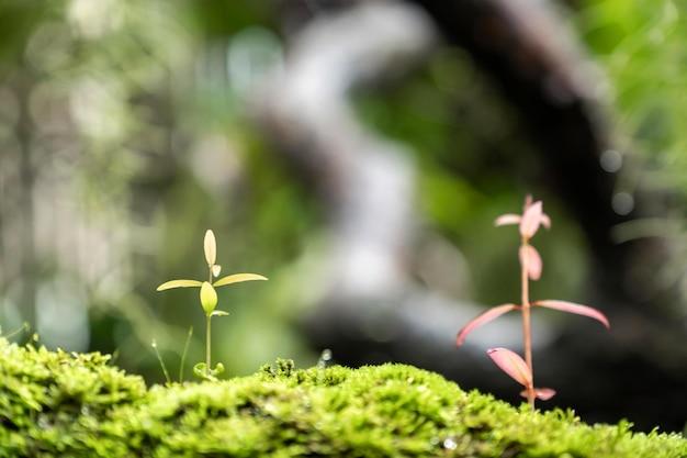  What Kills Weeds But Not Plants Bunnings 