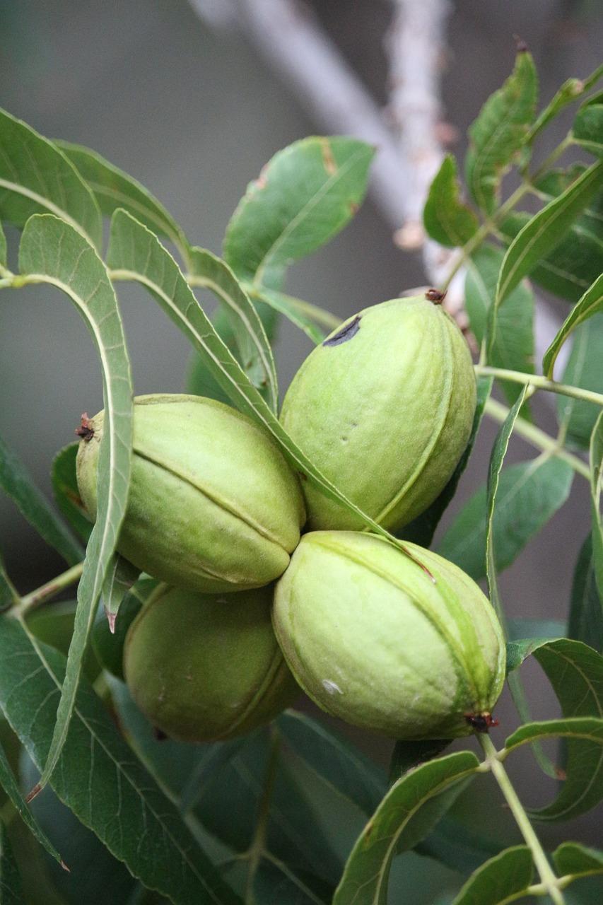  What Kind Of Fertilizer For Pecan Trees 