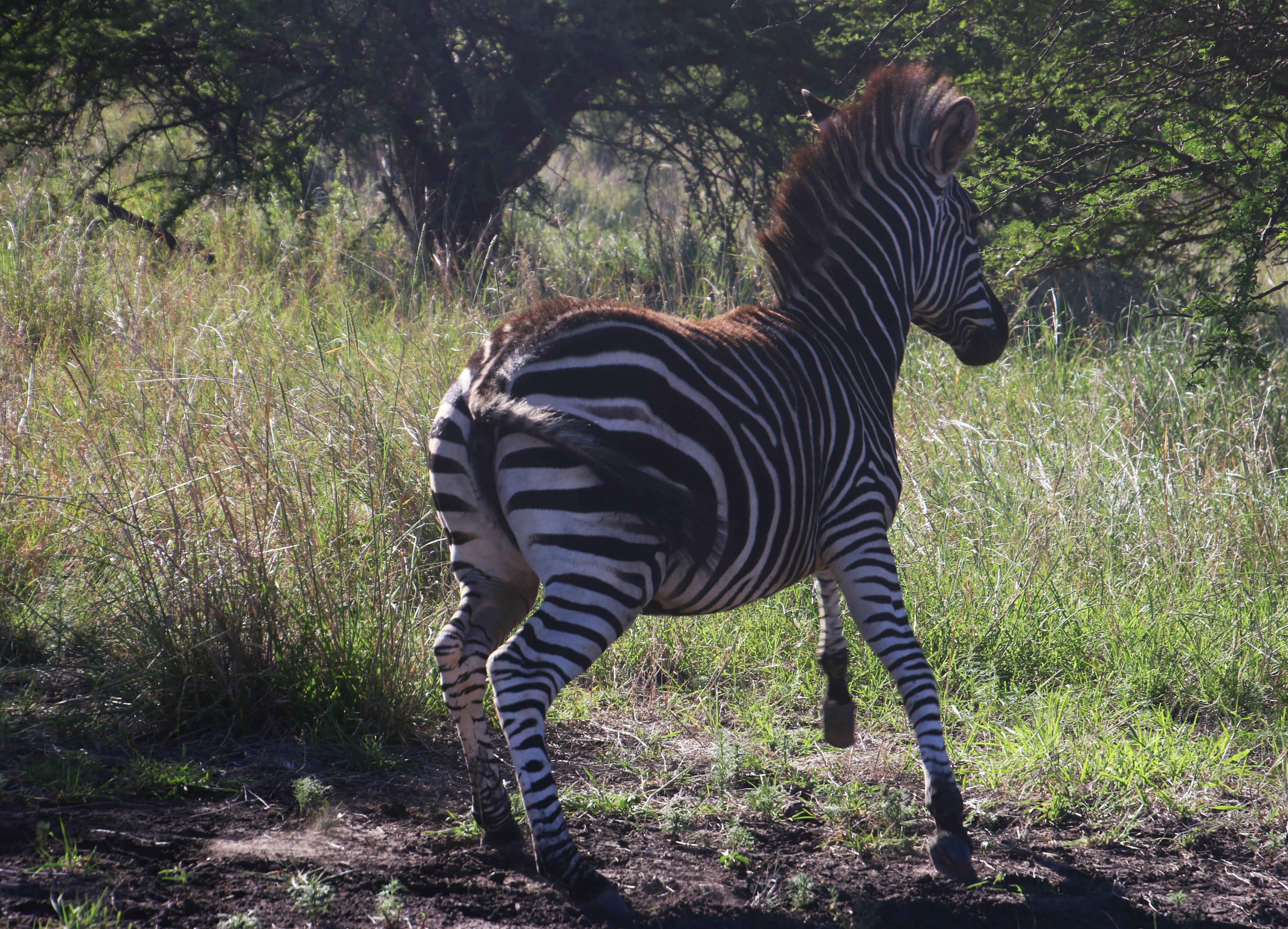  What Noise Does A Zebra Make 