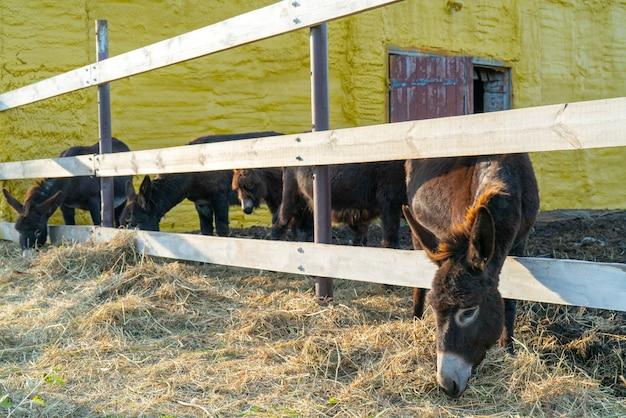 What Not To Feed Miniature Donkeys 