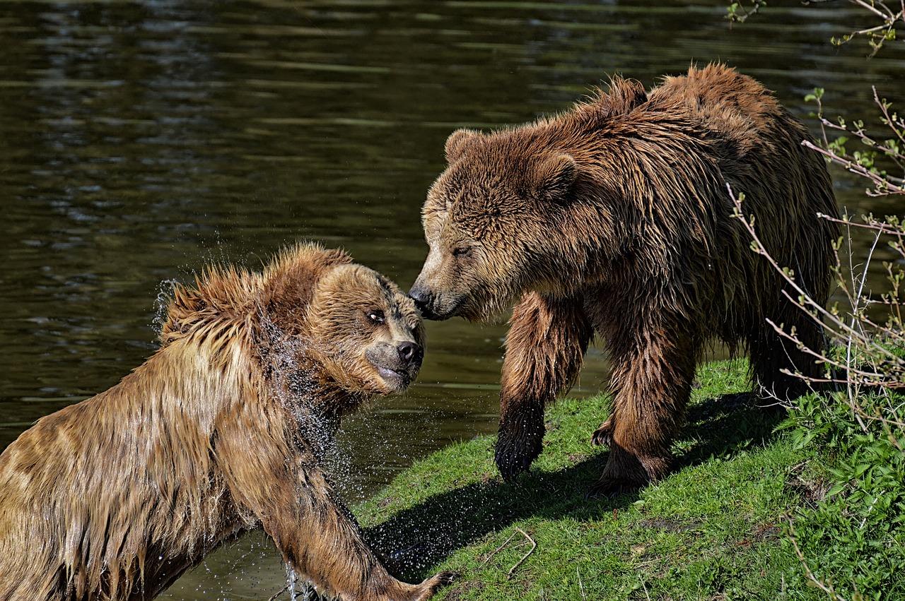 What Rounds Can Kill A Bear 