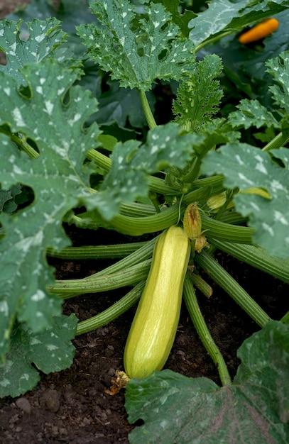  What Size Grow Bag For Squash 