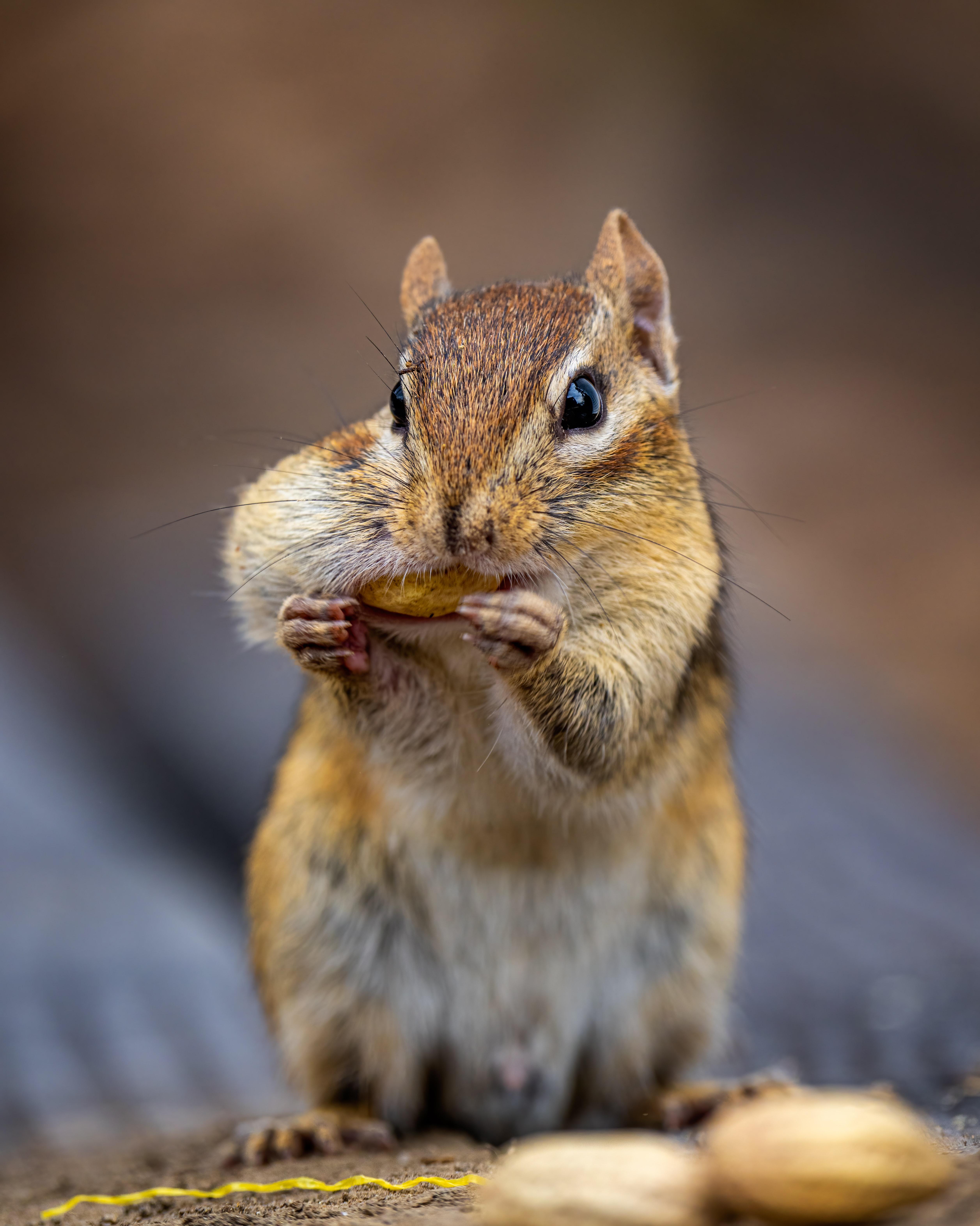 What Size Hole Can A Chipmunk Fit Through 