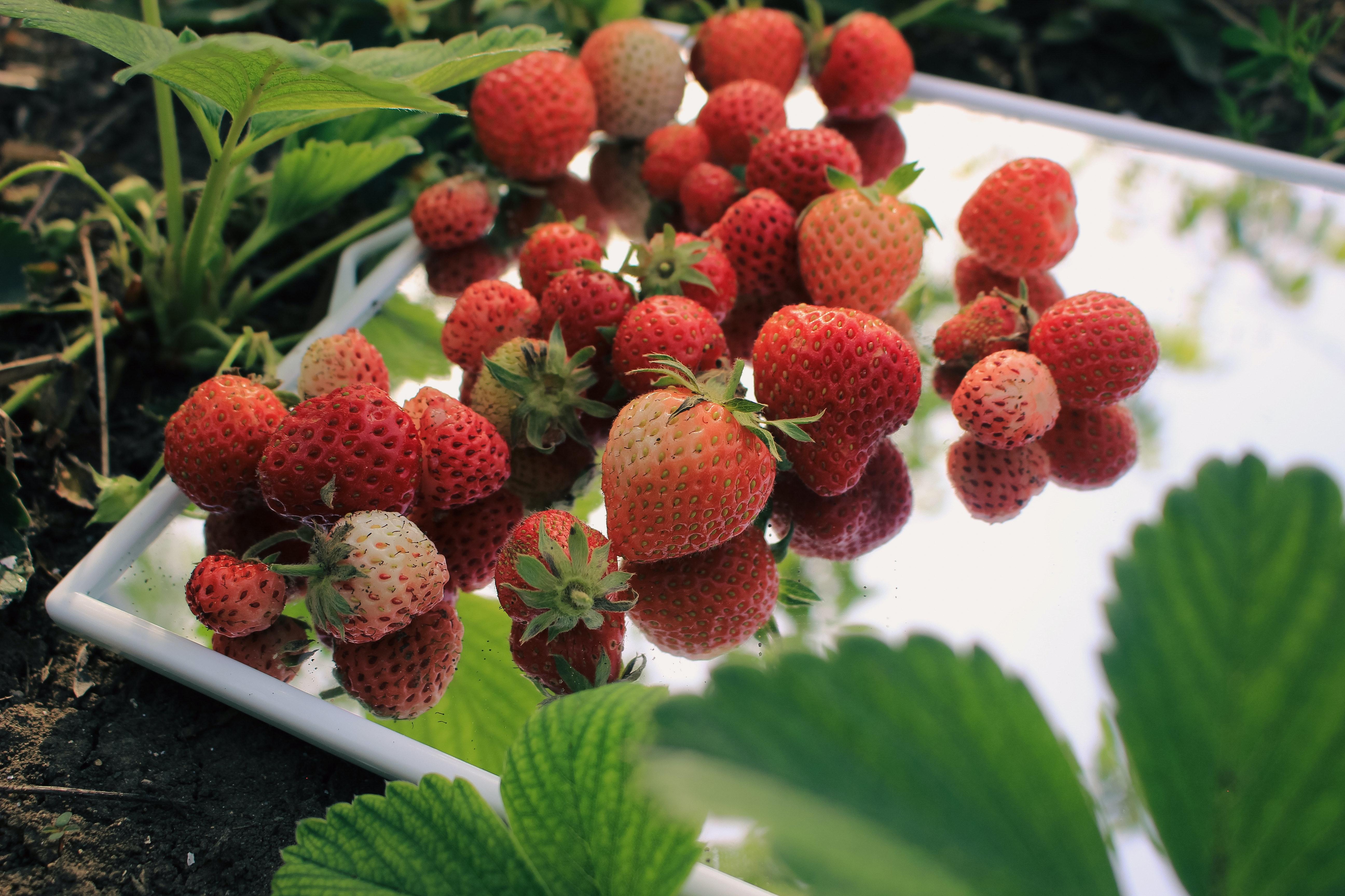  What Size Net Pot For Strawberries 