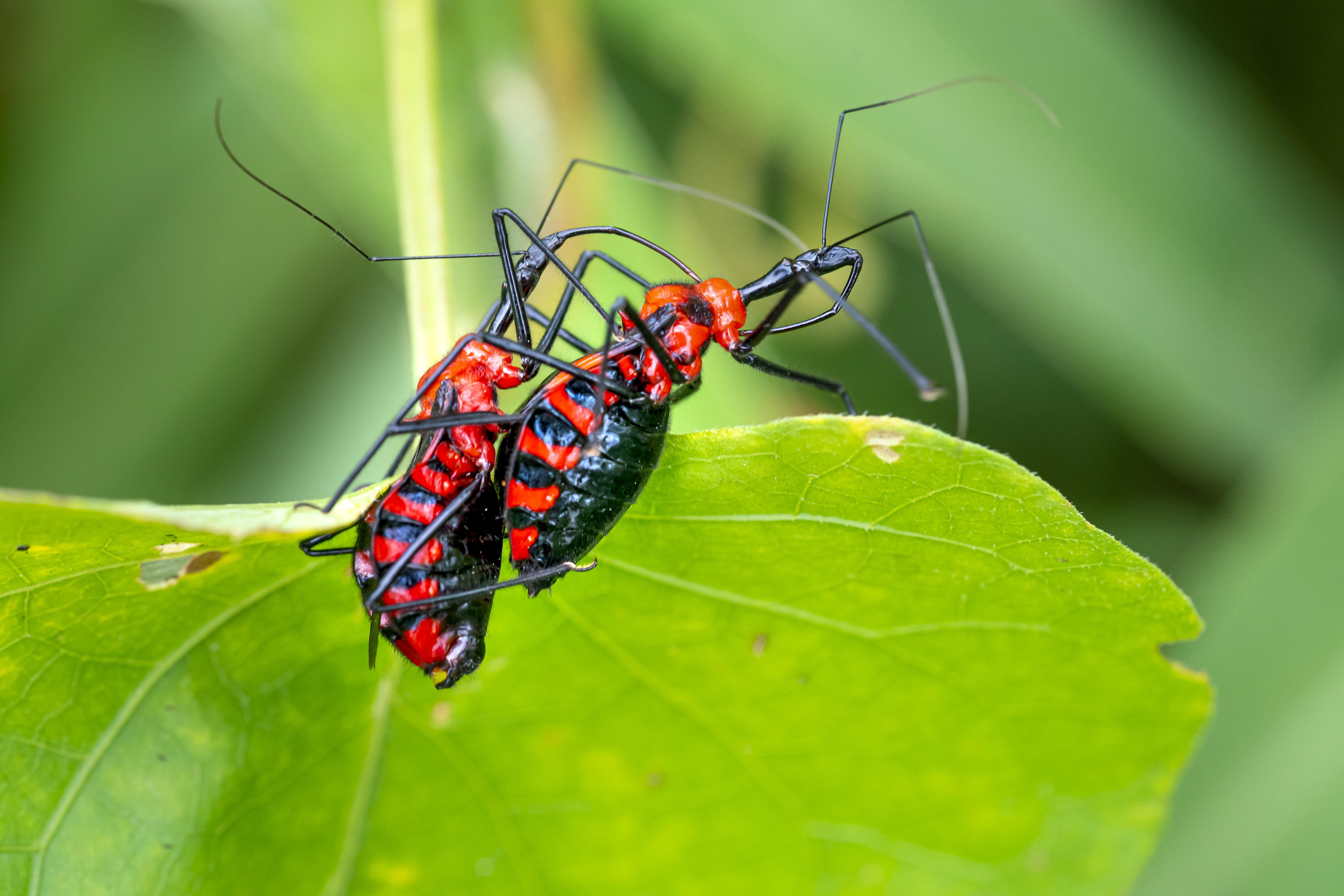 What State Has The Least Amount Of Bugs 