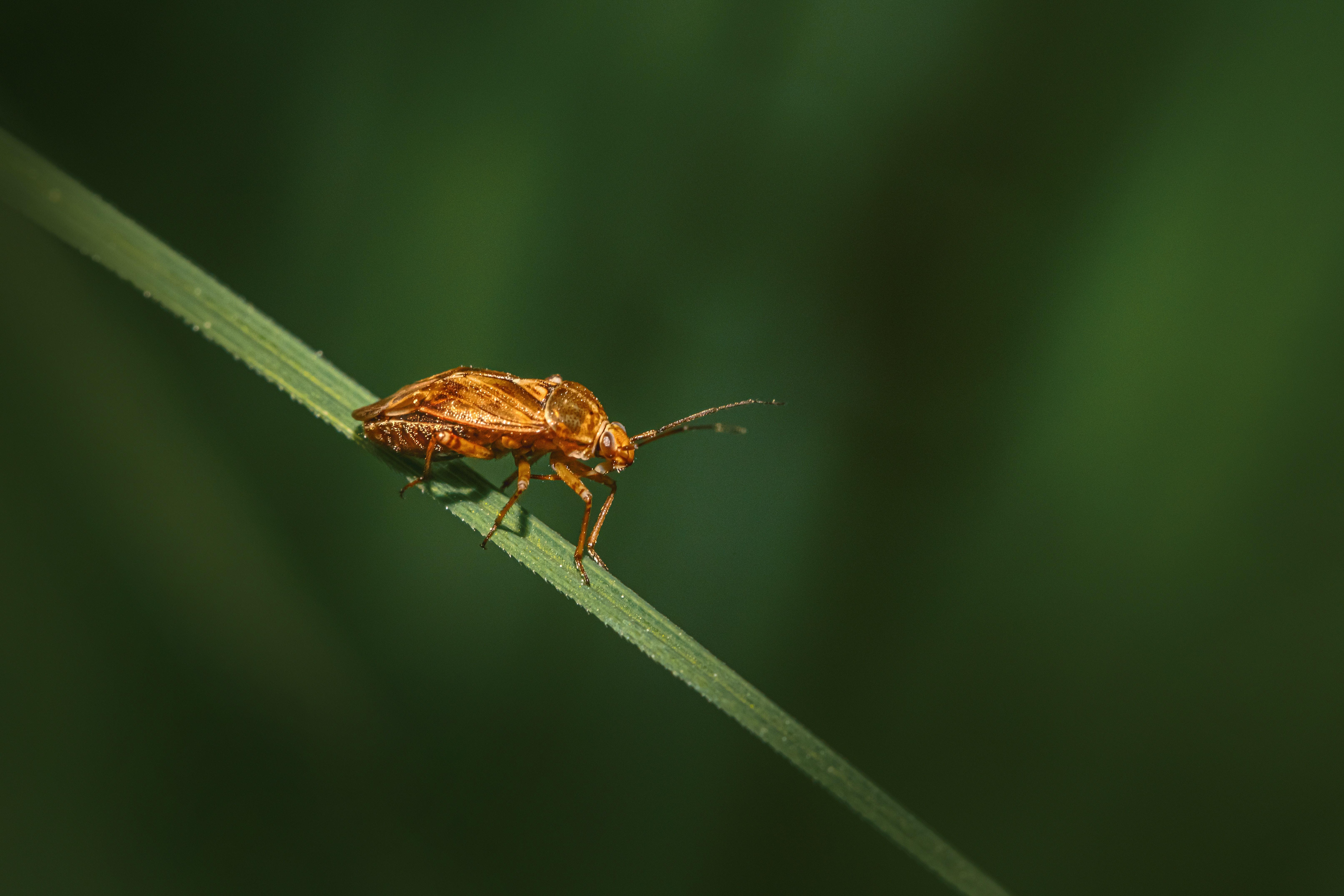 What State Has The Least Amount Of Bugs 