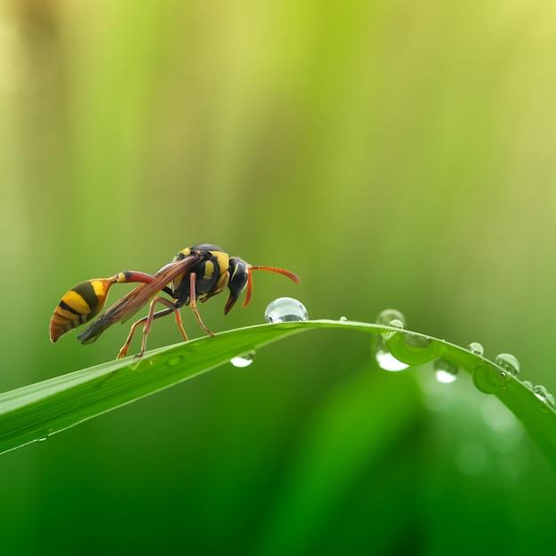  What Time Do Wasps Come Out In The Morning 