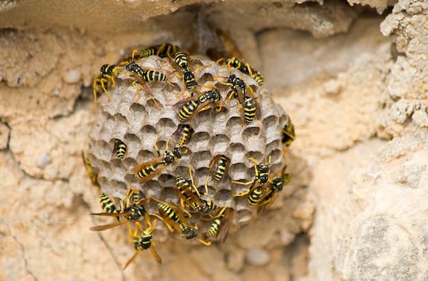 What time of day is best to kill bees? 