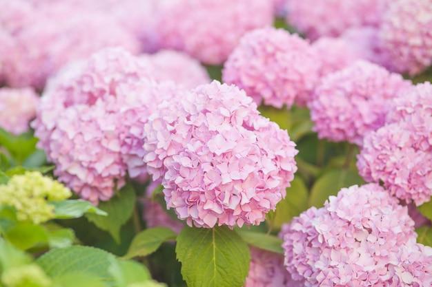  What Turns Hydrangeas Pink 